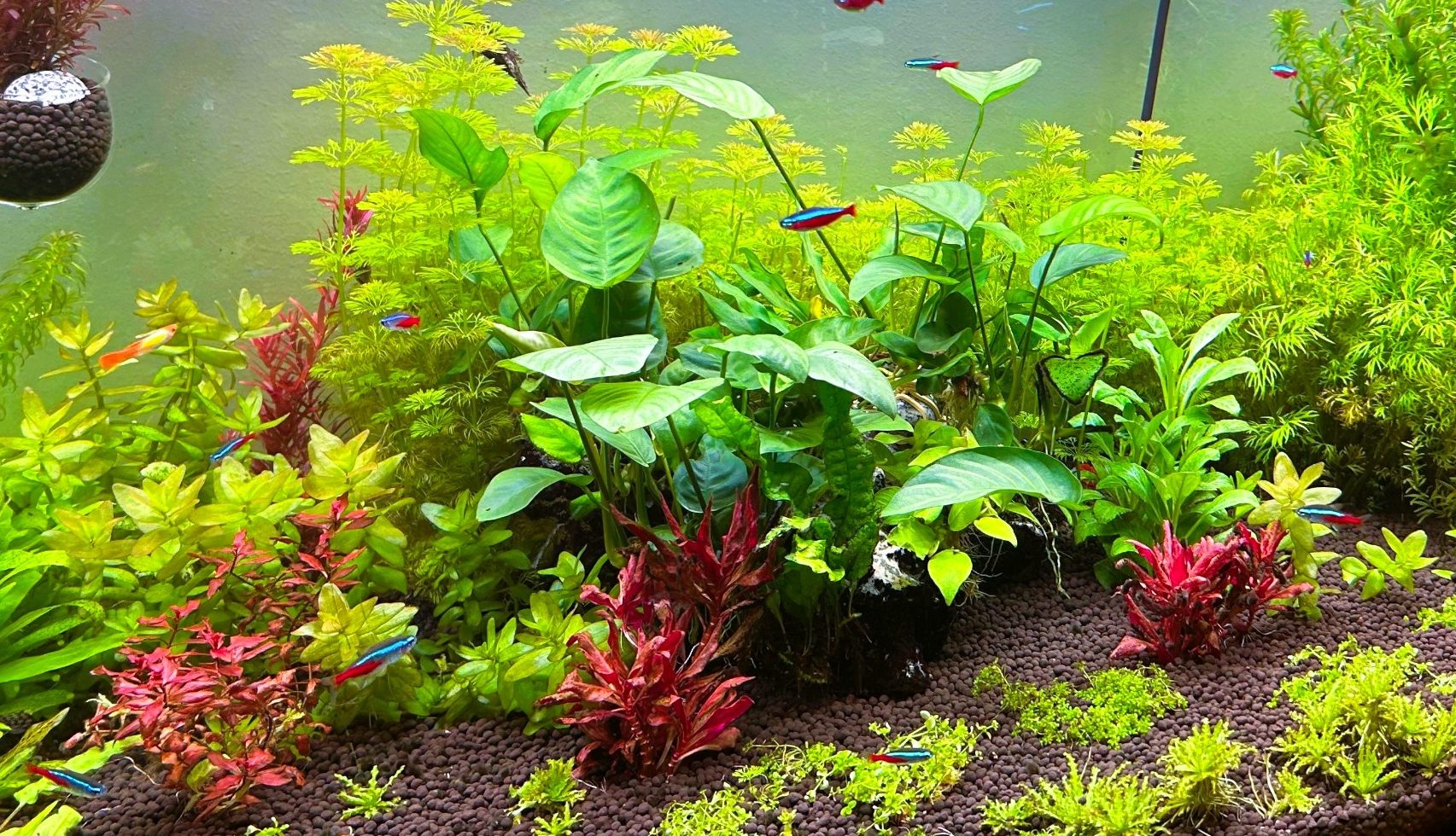aquarium reinigen lassen firma